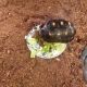 Red-footed tortoise Reptiles for sale in Laurel, MD, USA. price: NA