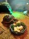 Red-footed tortoise Reptiles for sale in Jupiter, FL, USA. price: $350