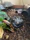 Red-footed tortoise Reptiles