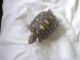 Red-footed tortoise Reptiles for sale in Miami, FL, USA. price: $80