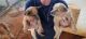 Red Heeler Puppies for sale in Coden, AL 36523, USA. price: NA