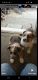 Red Heeler Puppies for sale in Ibapah, UT 84034, USA. price: $50