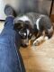 Red Heeler Puppies for sale in Salem, OR, USA. price: $500