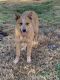 Red Heeler Puppies for sale in Spartanburg, SC, USA. price: NA