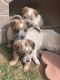 Red Heeler Puppies for sale in Arroyo Grande, CA 93420, USA. price: NA