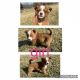 Red Heeler Puppies for sale in Proctorville, Ohio. price: NA