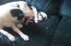 Red Heeler Puppies for sale in 5993 Sunny Ln, Las Cruces, NM 88011, USA. price: NA
