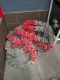 Red Heeler Puppies for sale in Herriman, UT 84096, USA. price: $200