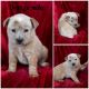 Red Heeler Puppies for sale in Vaughn, MT, USA. price: NA
