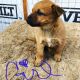 Red Heeler Puppies for sale in Fort Lupton, CO 80621, USA. price: NA
