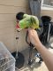 Red-lored Amazon Birds for sale in Grand Terrace, CA, USA. price: NA
