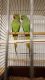 Red-necked Grebe Birds for sale in Austin, TX, USA. price: NA