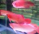 Red Platy Fishes