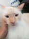 Red Point Siamese Cats for sale in Costa Mesa, CA, USA. price: NA