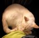 Red Point Siamese Cats