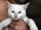 Red Point Siamese Cats for sale in Albany, NY, USA. price: $500