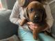 Redbone Coonhound Puppies for sale in Mt Pleasant, TX 75455, USA. price: NA