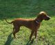 Redbone Coonhound Puppies for sale in Lebanon, TN, USA. price: $600