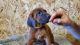 Redbone Coonhound Puppies for sale in Kress, TX 79052, USA. price: $500
