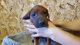 Redbone Coonhound Puppies