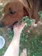 Redbone Coonhound Puppies for sale in 12 Alford St, Athens, TN 37303, USA. price: $300