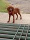 Redbone Coonhound Puppies for sale in Mt Pleasant, TX 75455, USA. price: $650