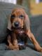 Redbone Coonhound Puppies for sale in Manchester, NH, USA. price: $500