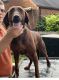 Redbone Coonhound Puppies for sale in Cincinnati, OH, USA. price: NA