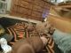 Redbone Coonhound Puppies for sale in Black Canyon City, AZ 85324, USA. price: $250