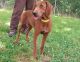 Redbone Coonhound Puppies for sale in Sweetwater, TN 37874, USA. price: NA