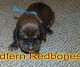 Redbone Coonhound Puppies for sale in East Los Angeles, CA, USA. price: NA