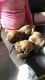 Redbone Coonhound Puppies for sale in Headland, AL, USA. price: $300