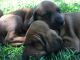 Redbone Coonhound Puppies for sale in West Plains, MO 65775, USA. price: $600