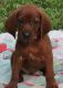 Redbone Coonhound Puppies for sale in Los Angeles, CA, USA. price: NA