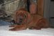 Redbone Coonhound Puppies for sale in Melrose, WI 54642, USA. price: NA