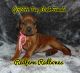 Redbone Coonhound Puppies for sale in 11822 Valley Lake Rd, Waldron, AR 72958, USA. price: $800