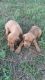 Redbone Coonhound Puppies for sale in Headland, AL, USA. price: $150