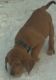Redbone Coonhound Puppies for sale in Lockwood, NY 14859, USA. price: $350