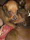 Redbone Coonhound Puppies for sale in Lockwood, NY 14859, USA. price: NA