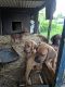 Redbone Coonhound Puppies for sale in Hillsboro, OH 45133, USA. price: NA