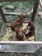 Redbone Coonhound Puppies