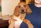 Redbone Coonhound Puppies for sale in Kansas City, KS, USA. price: NA