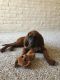 Redbone Coonhound Puppies for sale in Scottsdale Ranch, Scottsdale, AZ, USA. price: $400