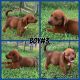 Redbone Coonhound Puppies for sale in Sevierville, TN, USA. price: NA