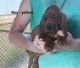 Redbone Coonhound Puppies for sale in Astor, FL 32102, USA. price: $800