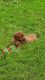 Redbone Coonhound Puppies for sale in Lockwood, NY 14859, USA. price: $450