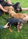 Redbone Coonhound Puppies for sale in Interlaken, NY 14847, USA. price: $300
