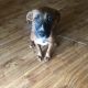 Redbone Coonhound Puppies for sale in Tallahassee, FL 32317, USA. price: $100
