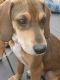 Redbone Coonhound Puppies for sale in Lewiston, ME, USA. price: $250