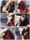 Redbone Coonhound Puppies for sale in North East, MD 21901, USA. price: $300